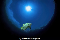 In the blue - Bathfish by Massimo Giorgetta 